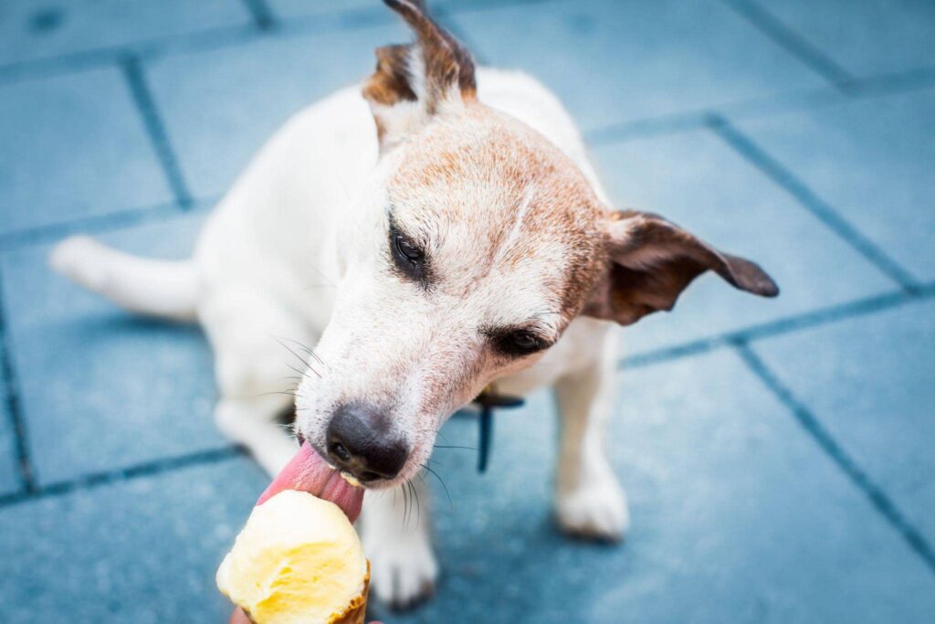 Can Dogs Eat Mango?