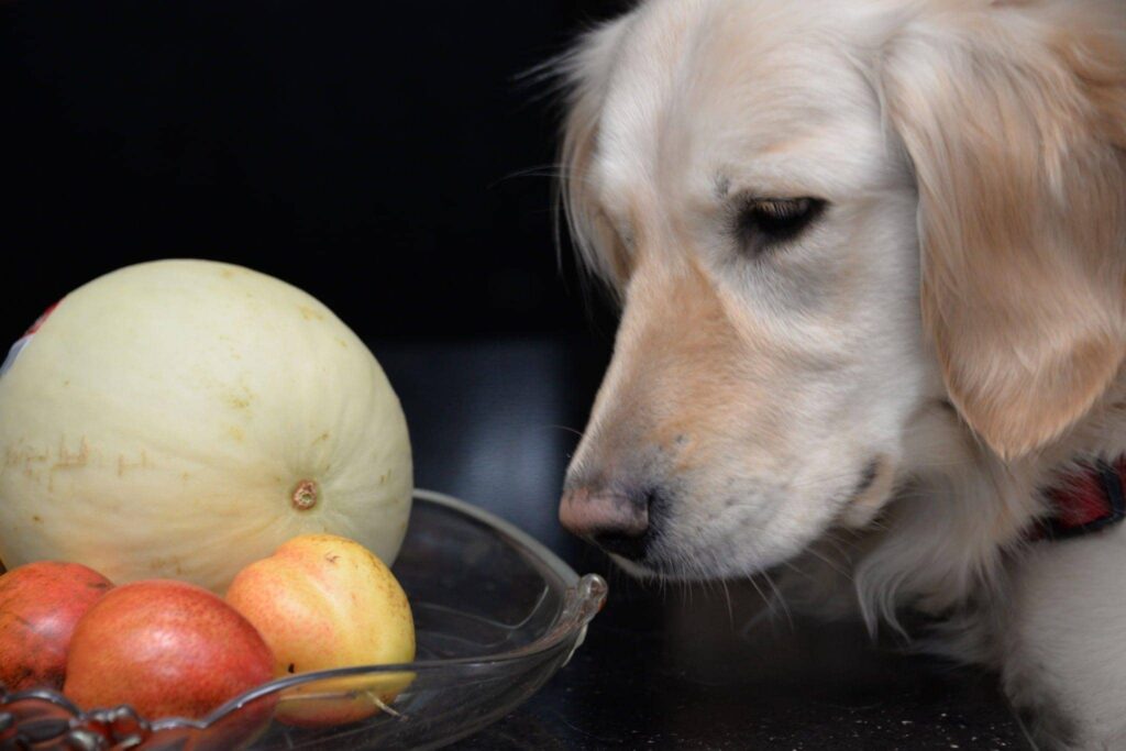 Can Dogs Eat Mango?