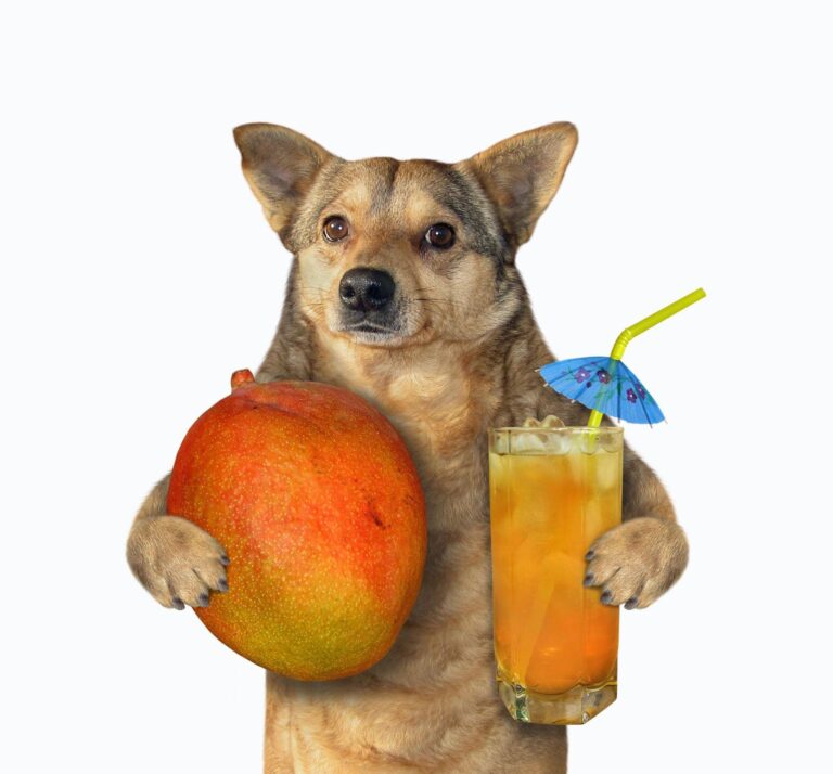 Can Dogs Eat Mango? The Benefits and Risks