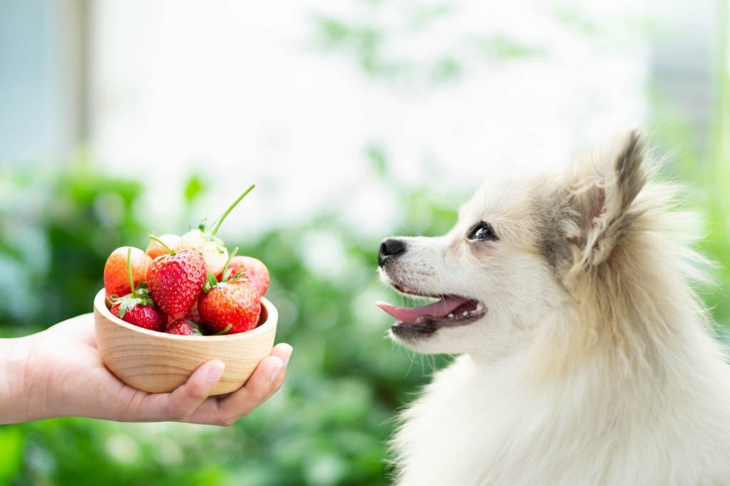 Can Dogs Eat Strawberries? 