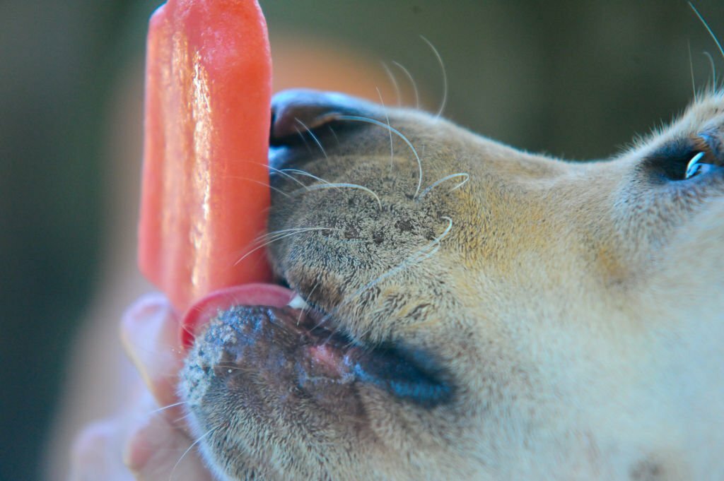 Can Dogs Eat Strawberries? 