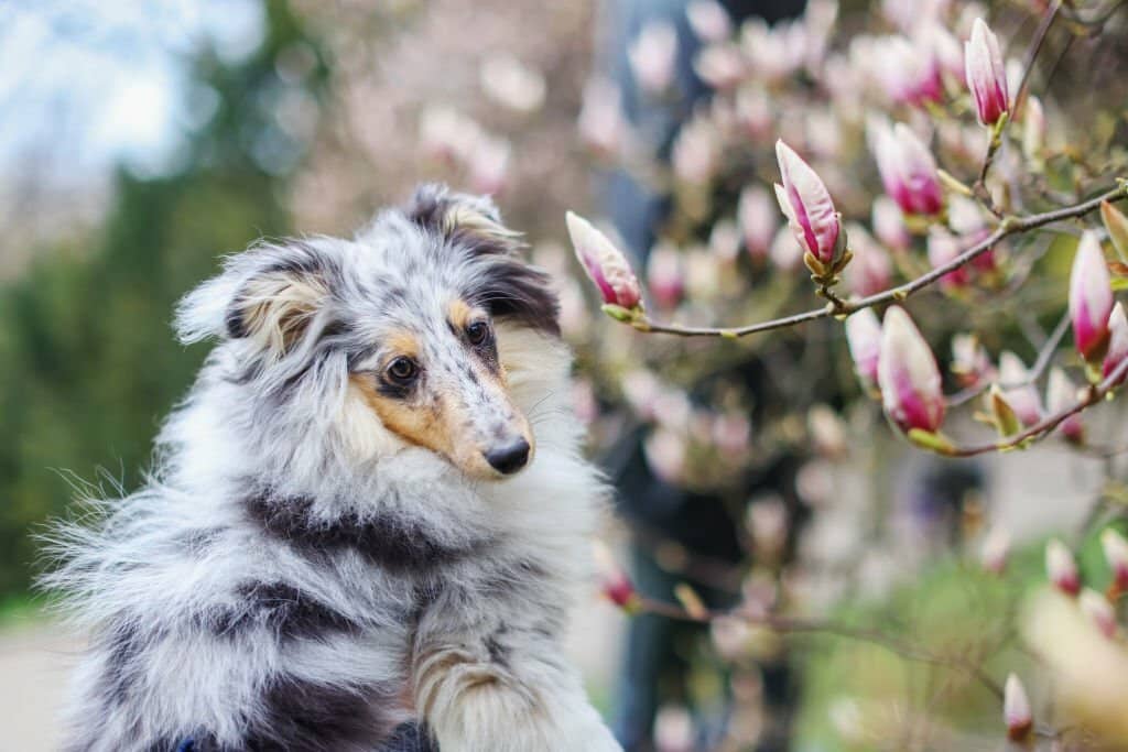 Can Dogs Eat Blueberries?